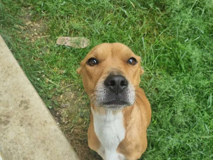 Taiko, Labrador croisé Malinois et Staff de 3 ans à donner