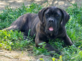 Chien adulte de race Cane Corso Mâle à vendre