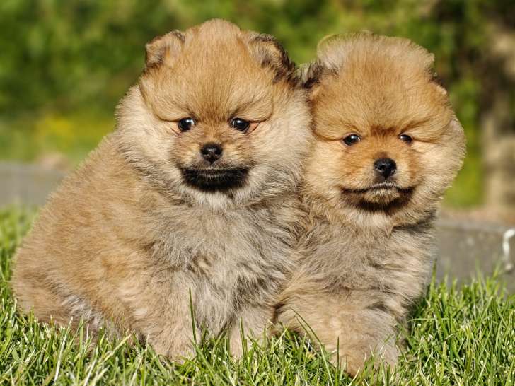 2 chiots Loulou de Poméranie à vendre