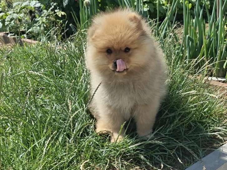 2 chiots Loulou de Poméranie à vendre