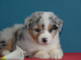 Chiots Berger Australien LOSH à vendre