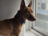 Disponible à l'adoption : chien Podenco marron