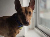Disponible &agrave; l'adoption : chien Podenco marron