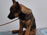 Prêt pour l'adoption : chiot mâle noir et feu