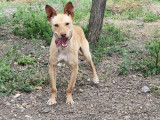 En quête d'un foyer : chiot mâle beige