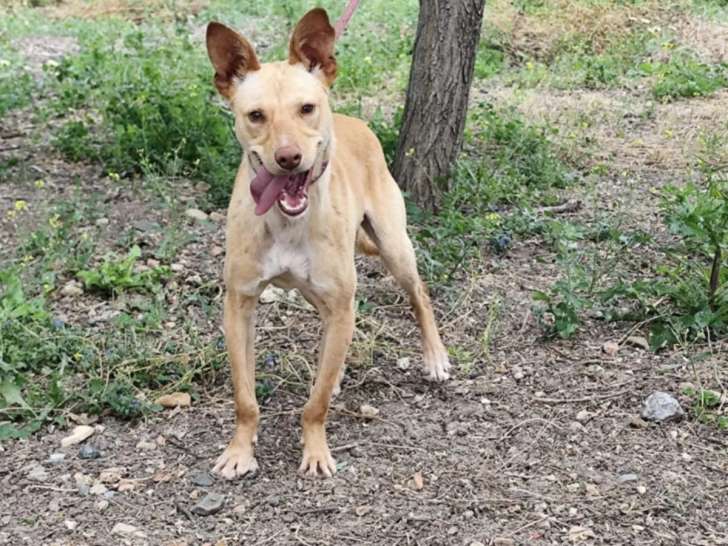 En quête d'un foyer : chiot mâle beige