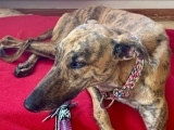 Adoption disponible : chienne Lévrier Espagnol d'un an