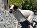À la recherche d'une famille : chien Bodeguero tricolore