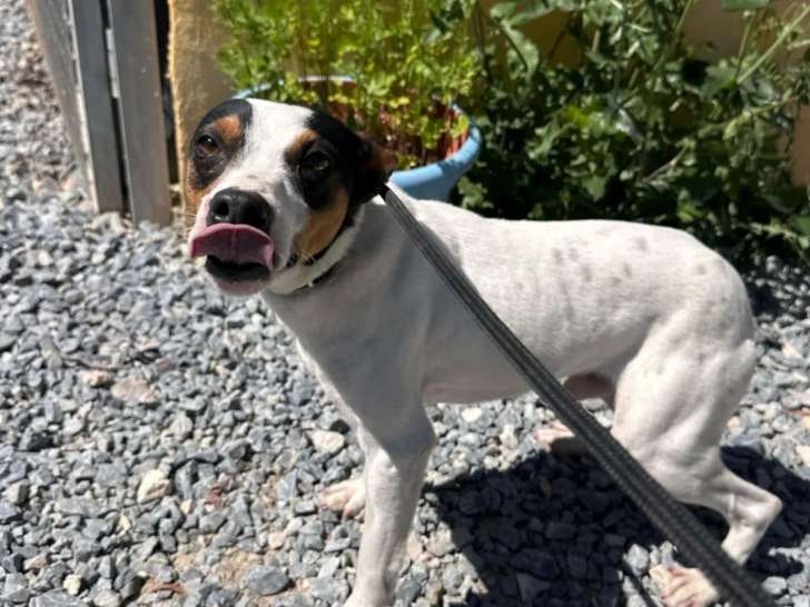 À la recherche d'une famille : chien Bodeguero tricolore