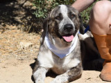 Chienne Mâtin Espagnol de 5 ans à adopter