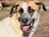 Chienne Mâtin Espagnol d’un an disponible à l'adoption