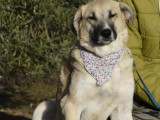 Chienne Mâtin Espagnol de 5 ans en attente d'adoption