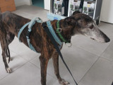 Chienne bringée prête pour l’adoption