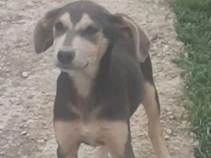 Chiot mâle de 5 mois en attente d'un foyer
