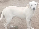 Chiot femelle beige à accueillir