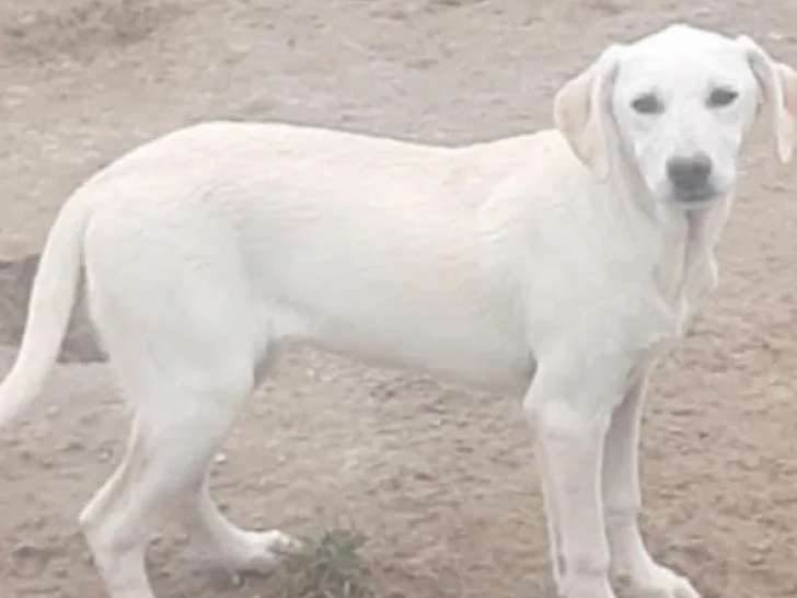 Chiot femelle beige à accueillir