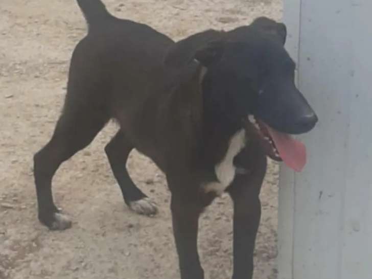 Chiot mâle noir et blanc en quête d’une famille