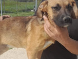 Adoption disponible : chiot femelle fauve charbonné