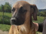 Adoption disponible : chiot femelle fauve charbonné