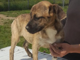Chiot femelle marron et blanc à la recherche d'un foyer