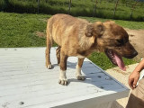 À adopter, chiot femelle bringé
