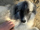 En attente d'adoption, chiot mâle gris et blanc