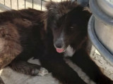 Prêt pour l’adoption, chiot mâle de 10 mois