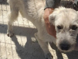 À accueillir, chiot femelle Griffon beige