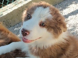 À réserver, 1 chiot mâle Berger Australien (LOF)