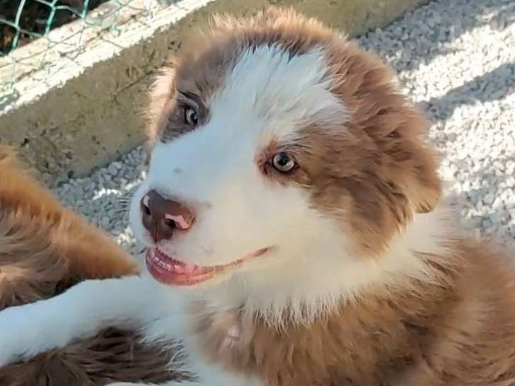 À réserver, 1 chiot mâle Berger Australien (LOF)