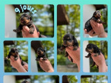 Des chiots Rottweiler LOF disponibles à la réservation