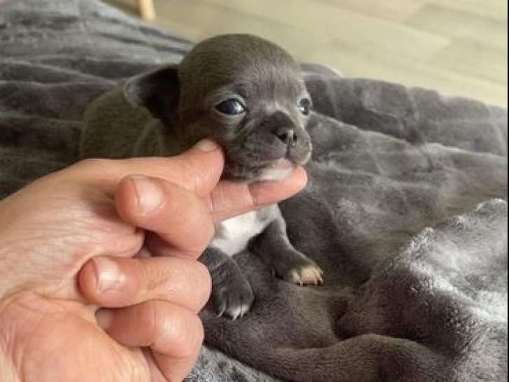 Vente de deux chiots mâles Chihuahua LOF