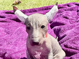 Portée de magnifiques chiots Xoloitzcuintle à vendre
