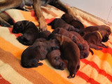 10 chiots Berger Belge Malinois à réserver (LOF)