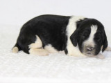 11 chiots English Springer Spaniel LOF disponibles à la vente