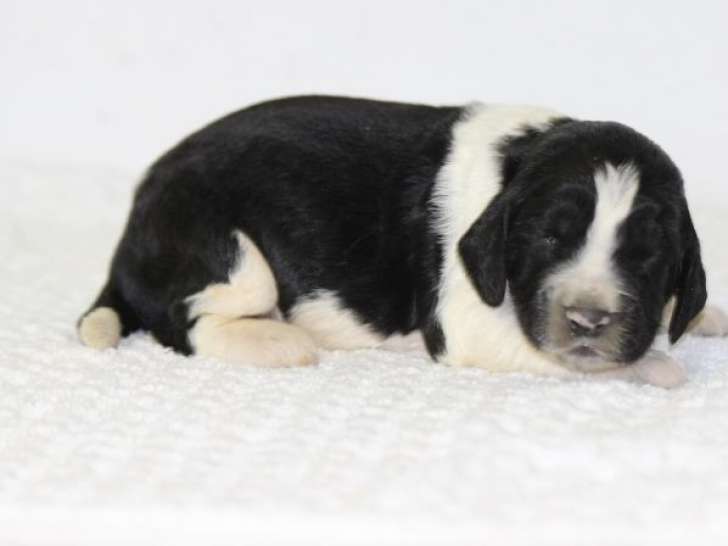 11 chiots English Springer Spaniel LOF disponibles à la vente