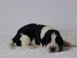 11 chiots English Springer Spaniel LOF disponibles à la vente