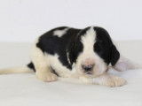 11 chiots English Springer Spaniel LOF disponibles à la vente