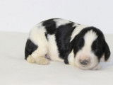 11 chiots English Springer Spaniel LOF disponibles à la vente