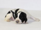 11 chiots English Springer Spaniel LOF disponibles à la vente