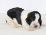 11 chiots English Springer Spaniel LOF disponibles à la vente