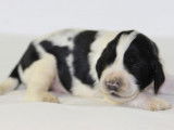 11 chiots English Springer Spaniel LOF disponibles à la vente