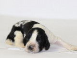 11 chiots English Springer Spaniel LOF disponibles à la vente