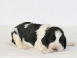 11 chiots English Springer Spaniel LOF disponibles à la vente