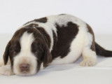 11 chiots English Springer Spaniel LOF disponibles à la vente