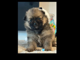 Chiots Spitz Allemand petits à vendre