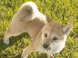 2 chiots Shiba Inu à vendre (LOF)