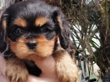 À réserver, 5 chiots Cavalier King Charles (LOF)
