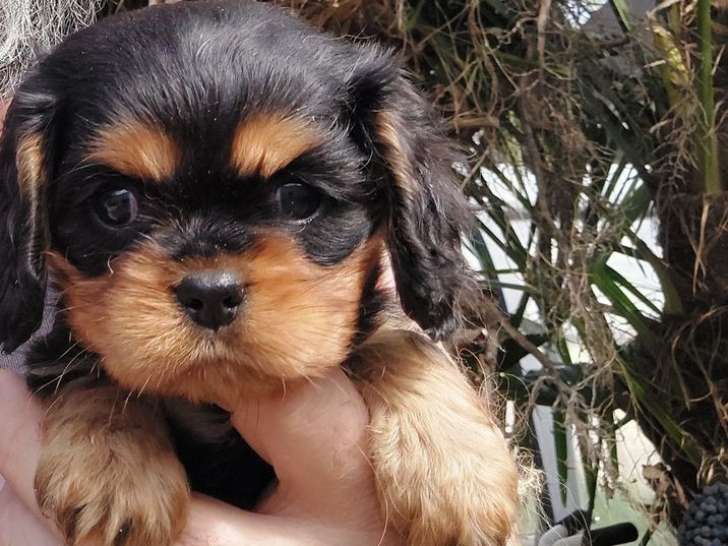 À réserver, 5 chiots Cavalier King Charles (LOF)