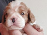 À réserver, 5 chiots Cavalier King Charles (LOF)